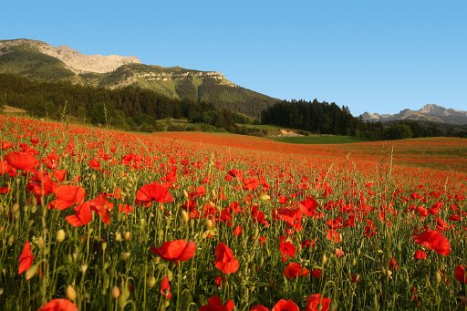 Popy fields at Villard de Lans, Photo S.Charles (49 BD)